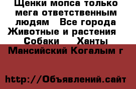 Щенки мопса только мега-ответственным людям - Все города Животные и растения » Собаки   . Ханты-Мансийский,Когалым г.